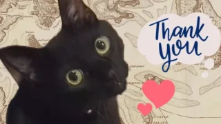 ConoHa WING & JIN:Rのテーマにお世話になっている話